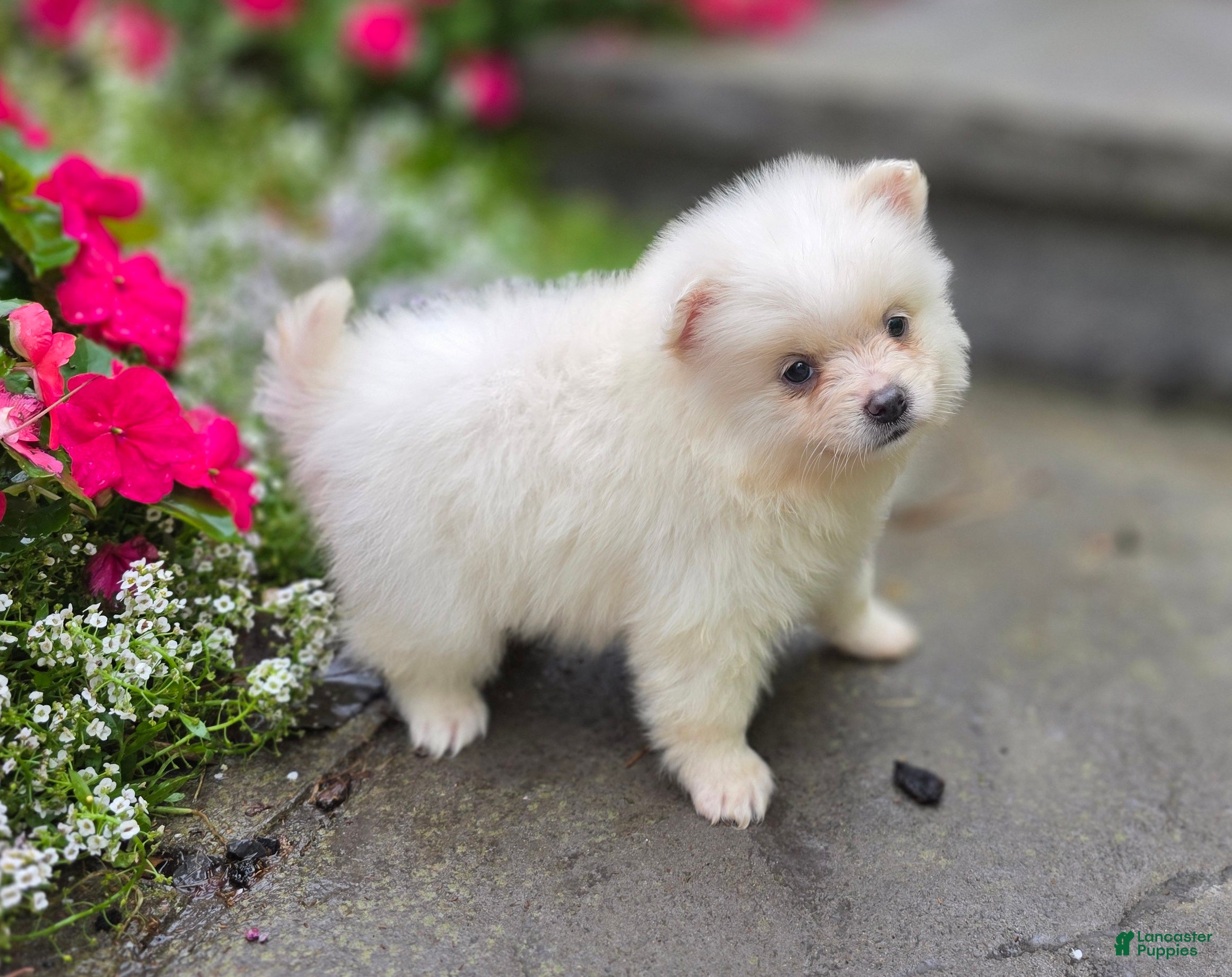 Pomeranian dogs Stella- Cream - Ad 2