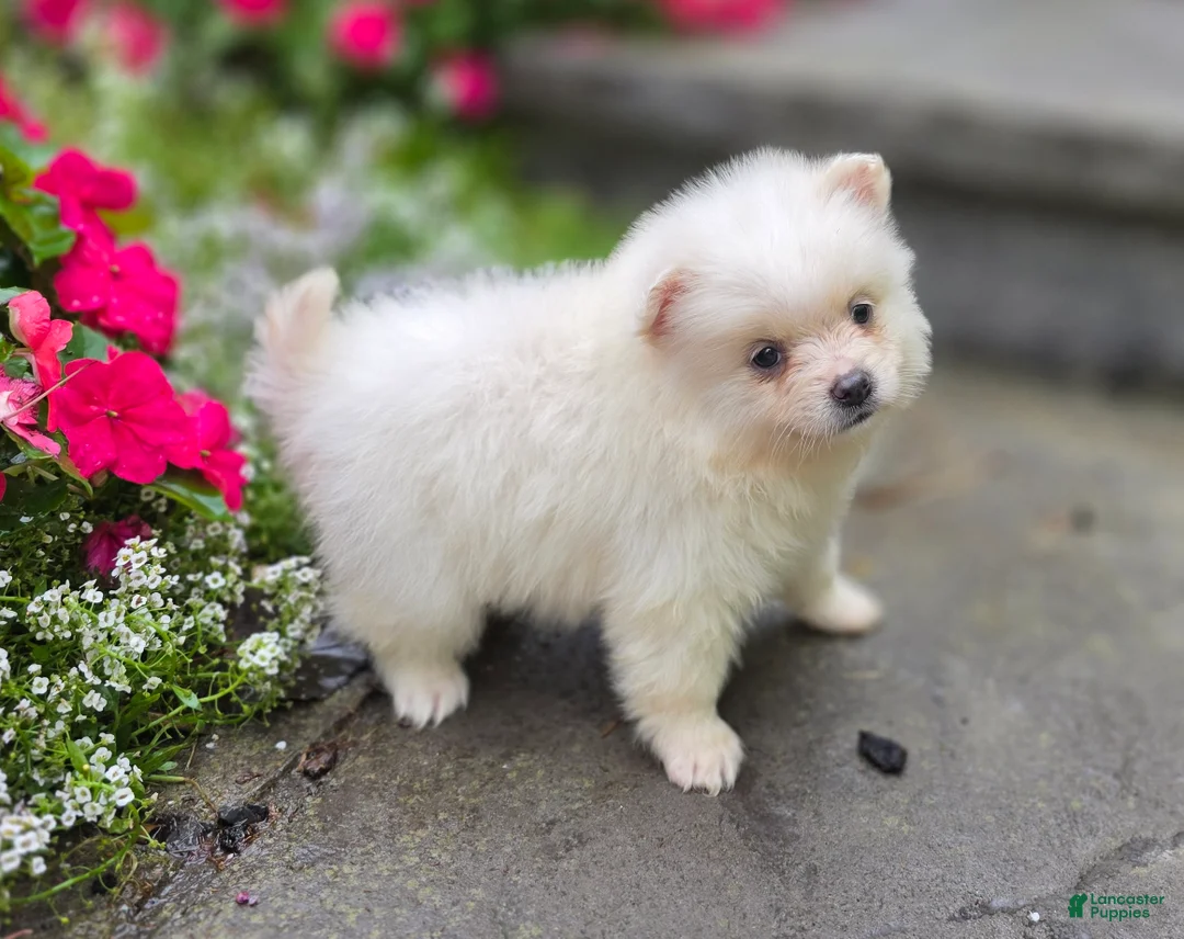 Pomeranian dogs for sale: Stella- Cream - Ad 2