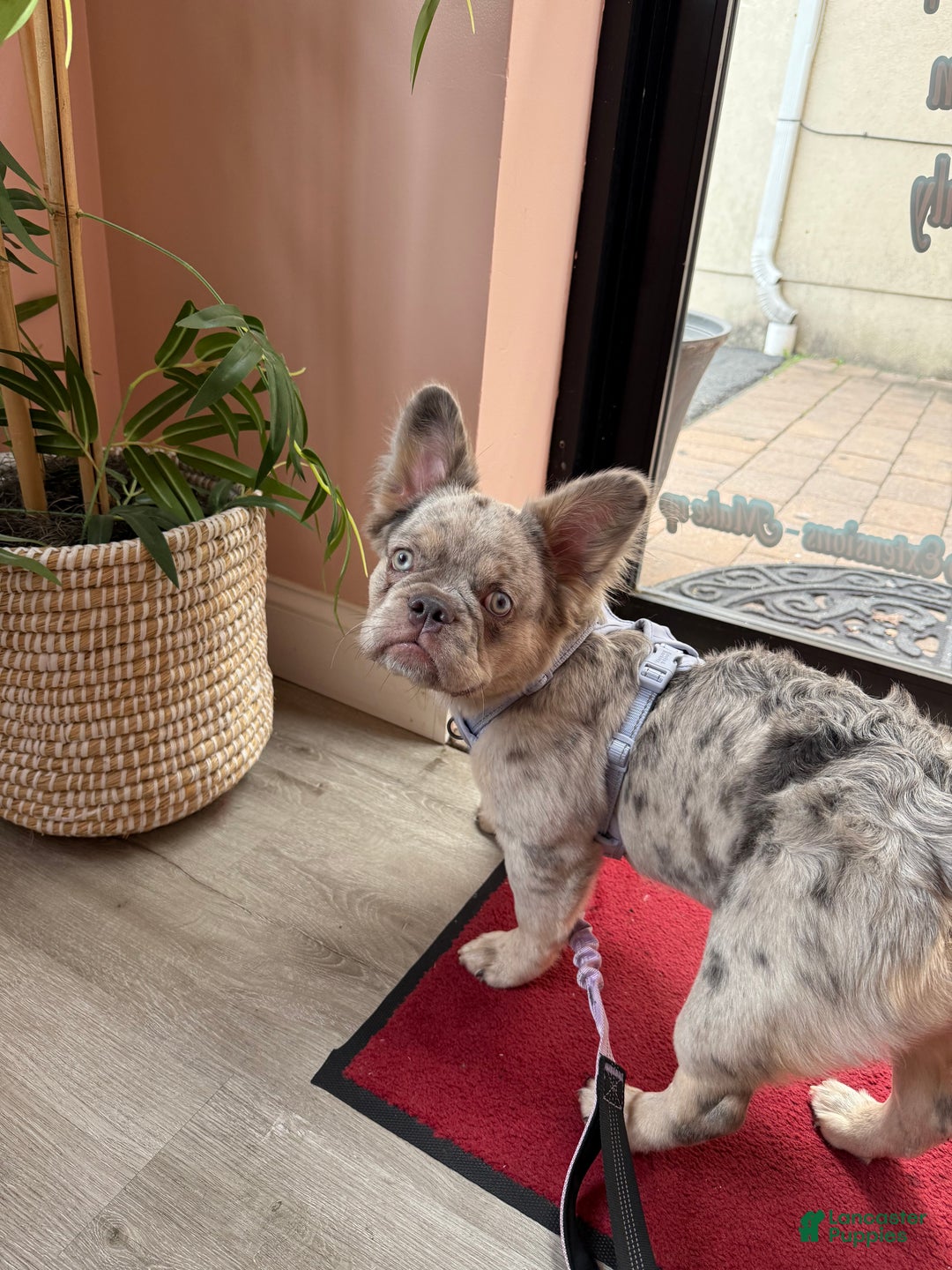 French Bulldog dogs for sale: Breeze - Ad 5