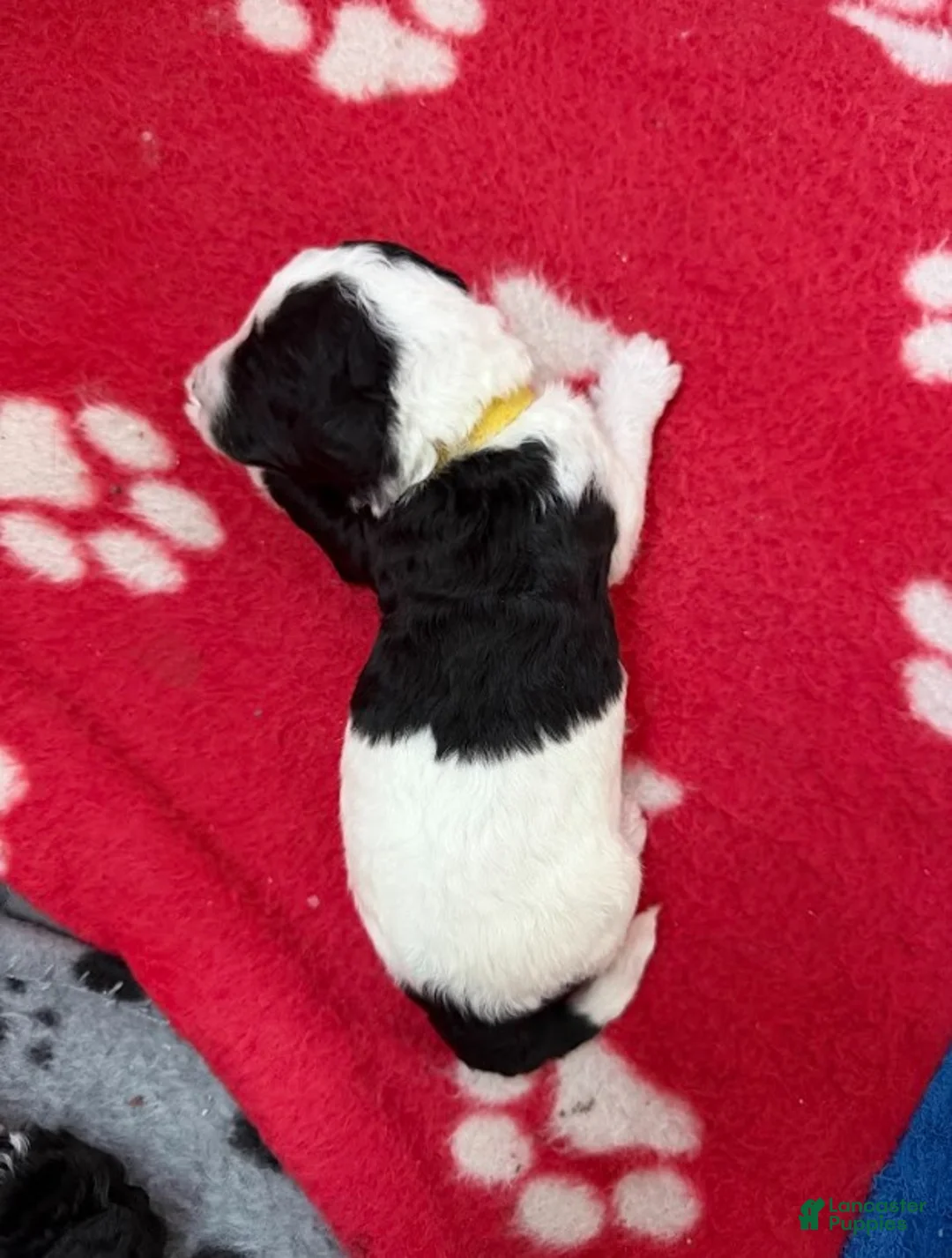 Miniature Poodle dogs for sale: Miniature Poodle Yellow - Ad 2