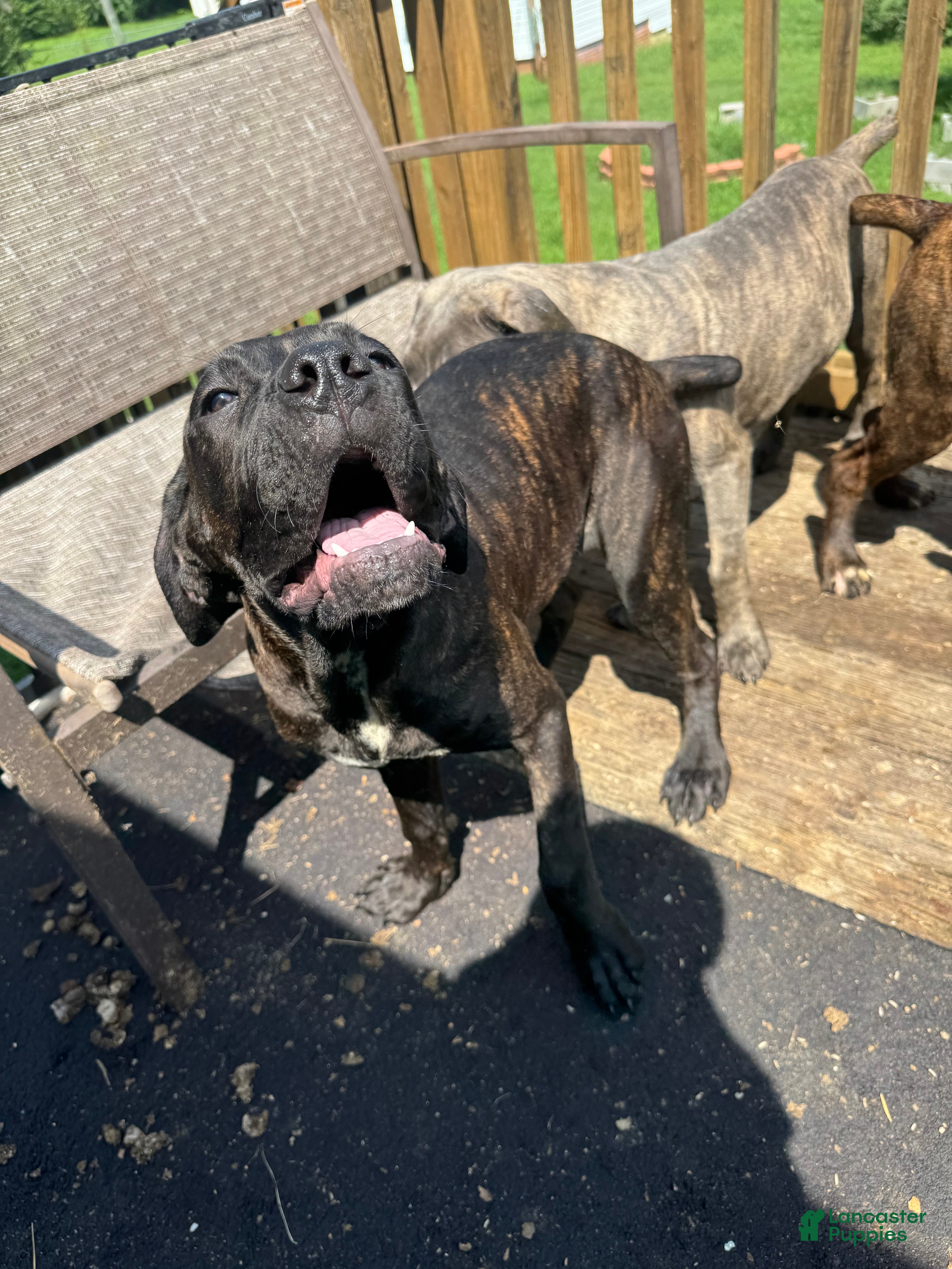 Cane Corso dogs Shae - Ad 1