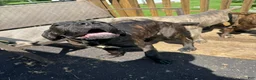 Cane Corso dogs for sale: Shae - Ad 1