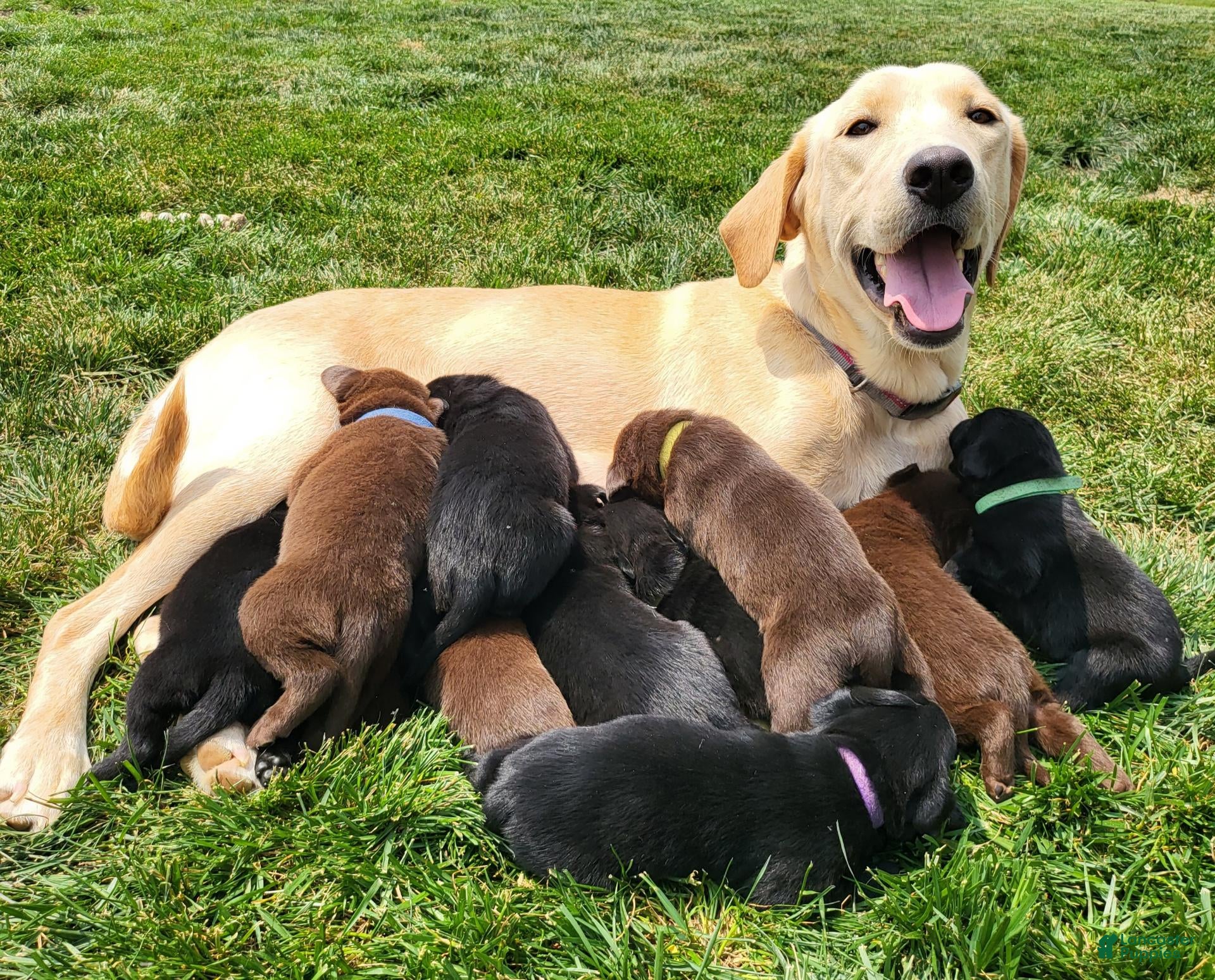 Labrador Retriever dogs L-blue - Ad 2