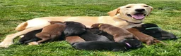 Labrador Retriever dogs for sale: L-blue - Ad 2