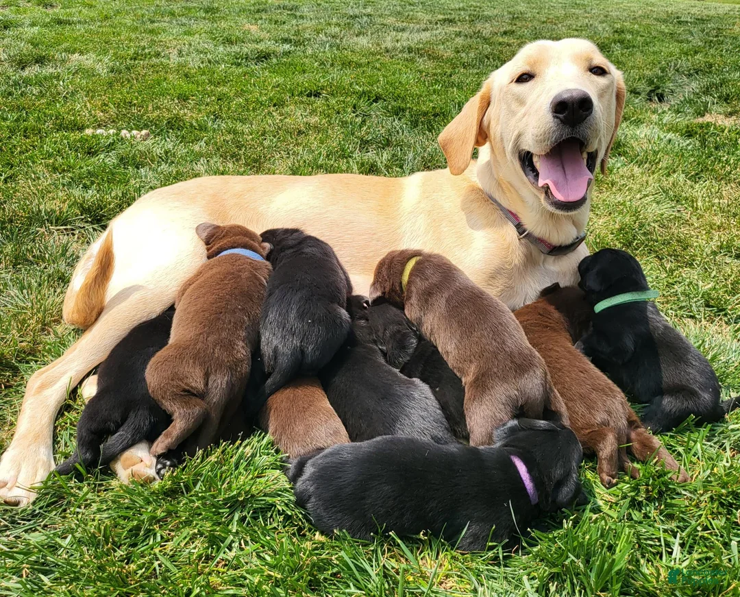 Labrador Retriever dogs for sale: L-blue - Ad 2