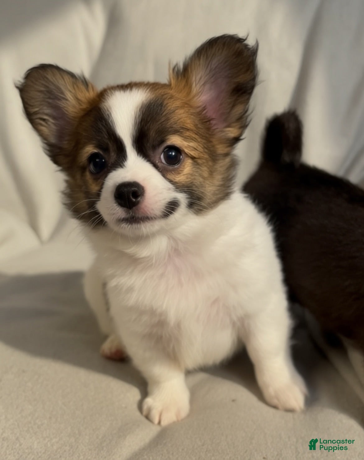 Chihuahua dogs Lil Beethoven  - Ad 2