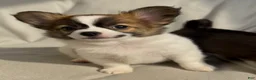 Chihuahua dogs for sale: Lil Beethoven  - Ad 2