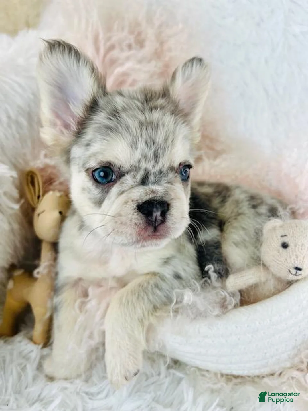 French Bulldog dogs for sale: French Bulldog Puppy 1 - Ad 3