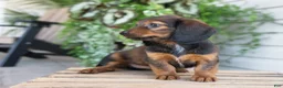 Dachshund dogs for sale: Hank - Ad 13