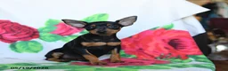 Miniature Pinscher dogs for sale: Emily - Ad 2