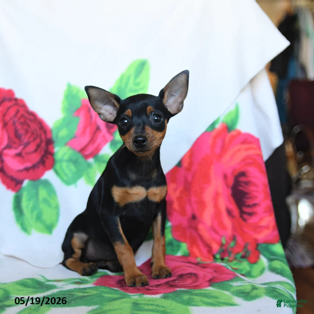 Miniature Pinscher dogs for sale: Emily - Ad 2