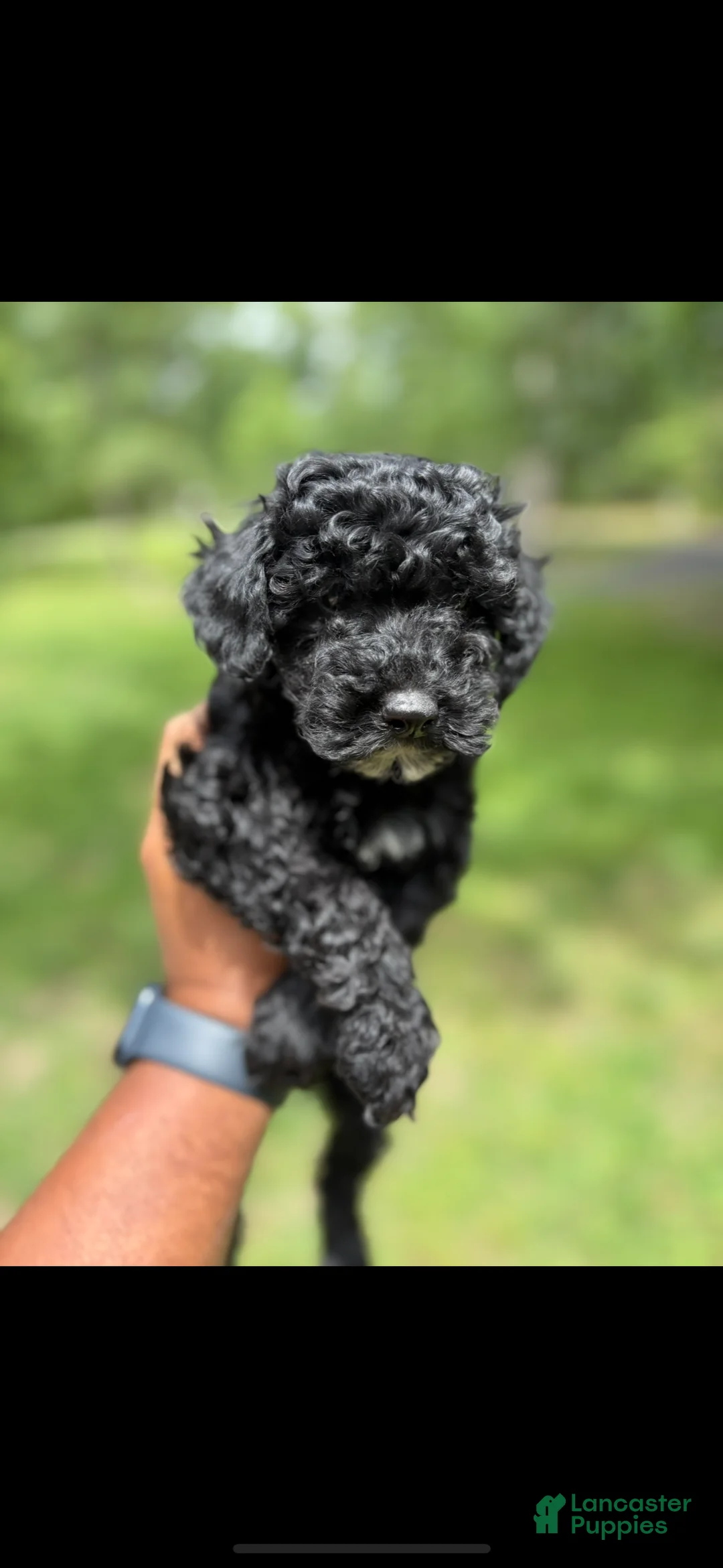 Miniature Poodle dogs for sale: Miniature Poodle Puppy 2 - Ad 1