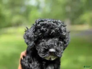 Miniature Poodle dogs Miniature Poodle Puppy 2 - Ad 10