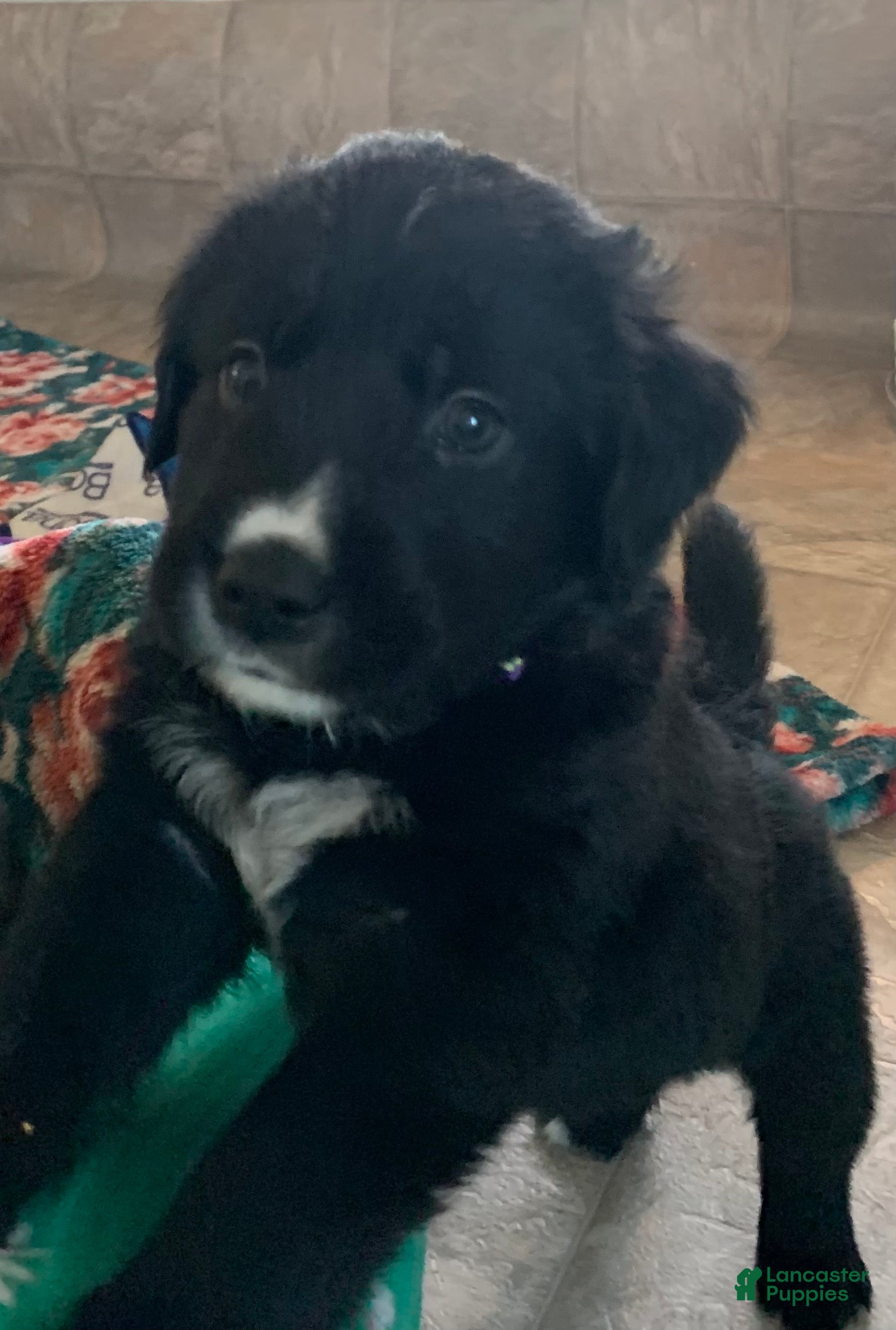 Goldador dogs Lulu - Ad 13