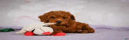 Miniature Poodle dogs for sale: Rocco - Ad 6