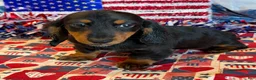 Miniature Dachshund dogs for sale: Ferris - Ad 1