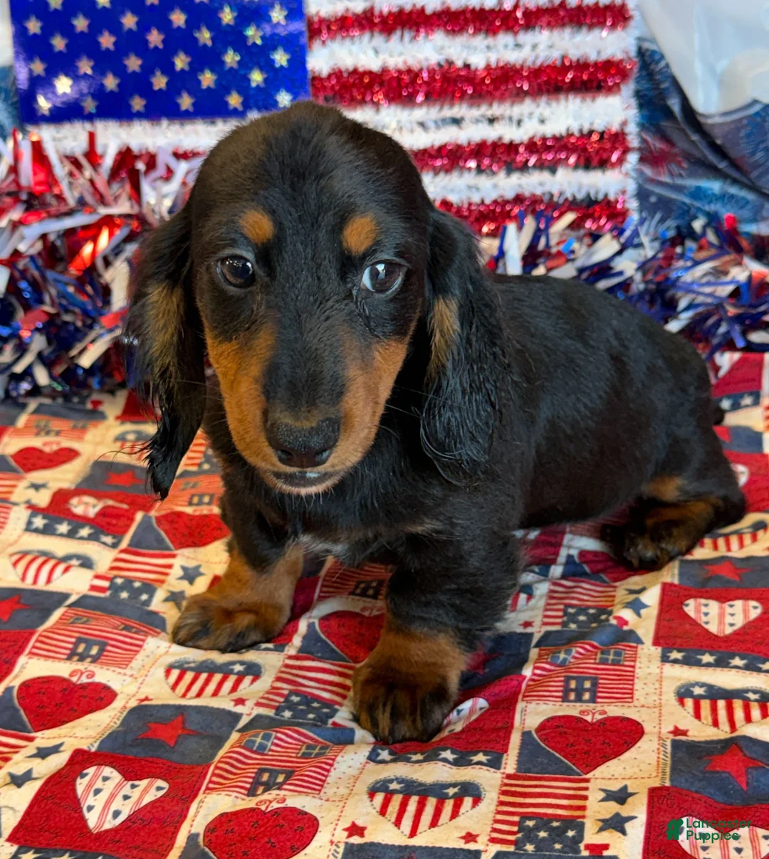 Miniature Dachshund dogs for sale: Ferris - Ad 1