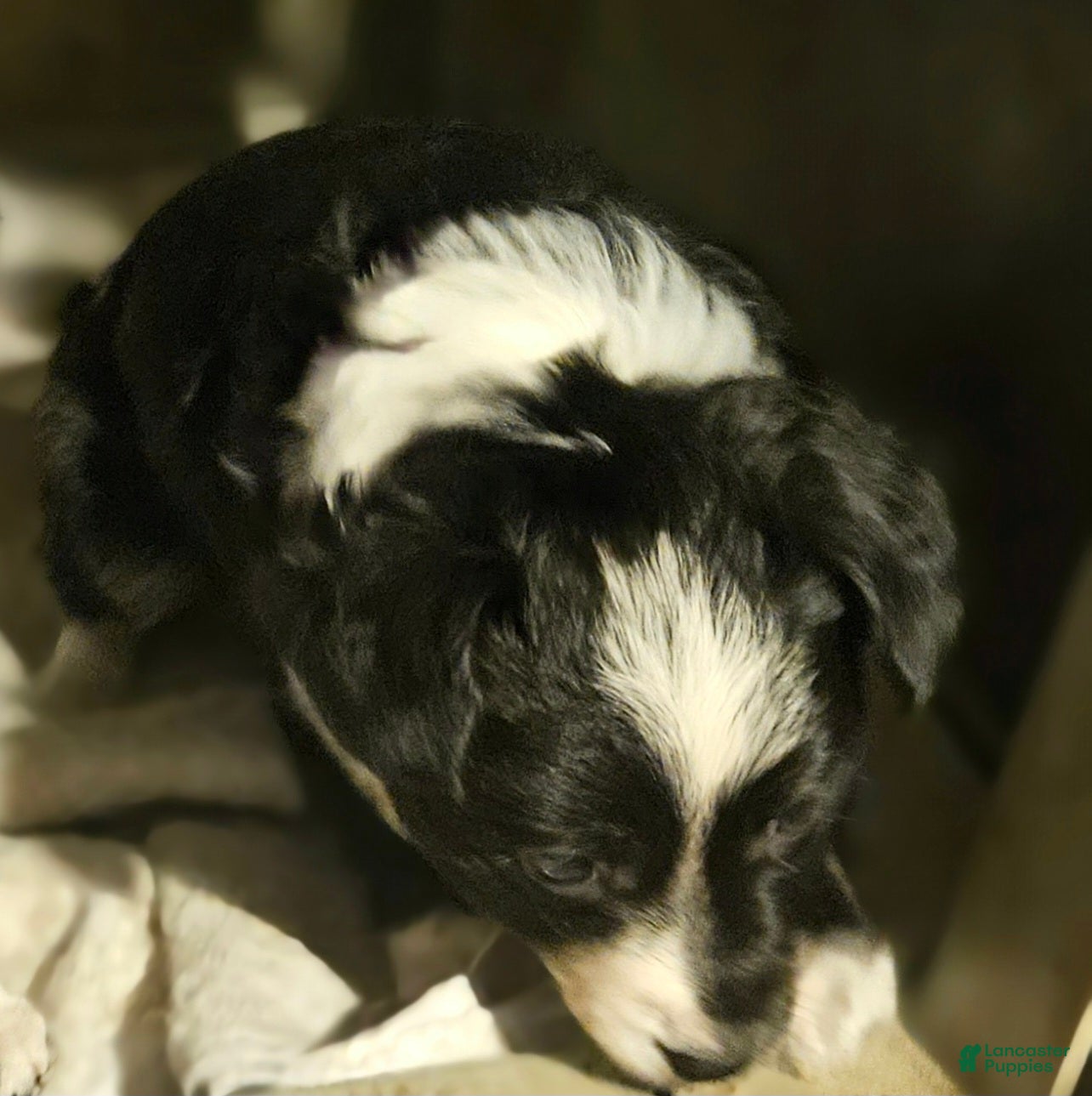 Chihuahua dogs Kumba SMALL/FLUFFY - Ad 14