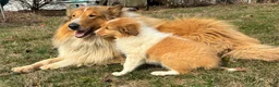 Collie dogs for sale: Willow - Ad 1