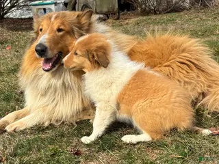 Collie dogs Willow - Ad 8