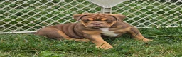 English Bulldog dogs for sale: Tootsie Chocolate and tan  - Ad 10