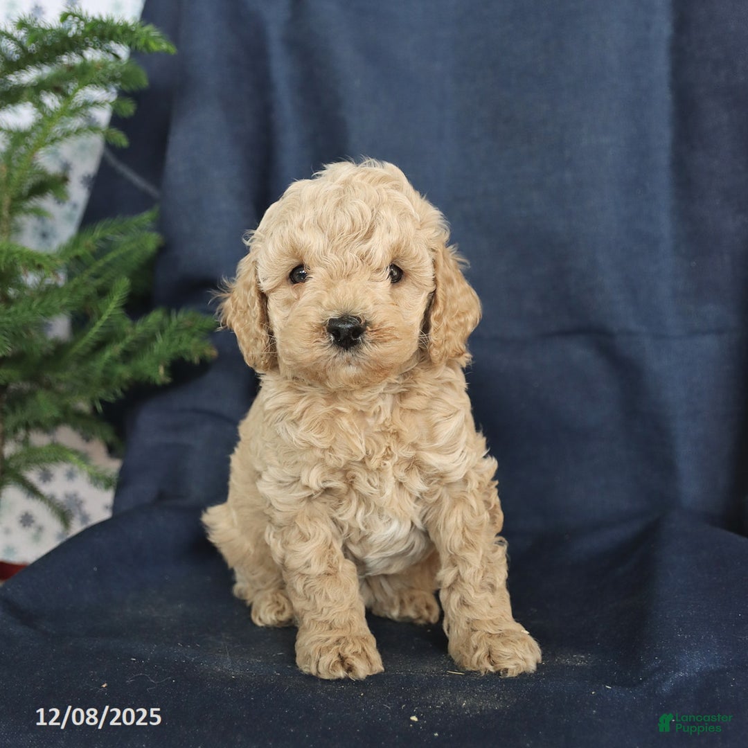 Cockapoo dogs for sale: Curly - Ad 3