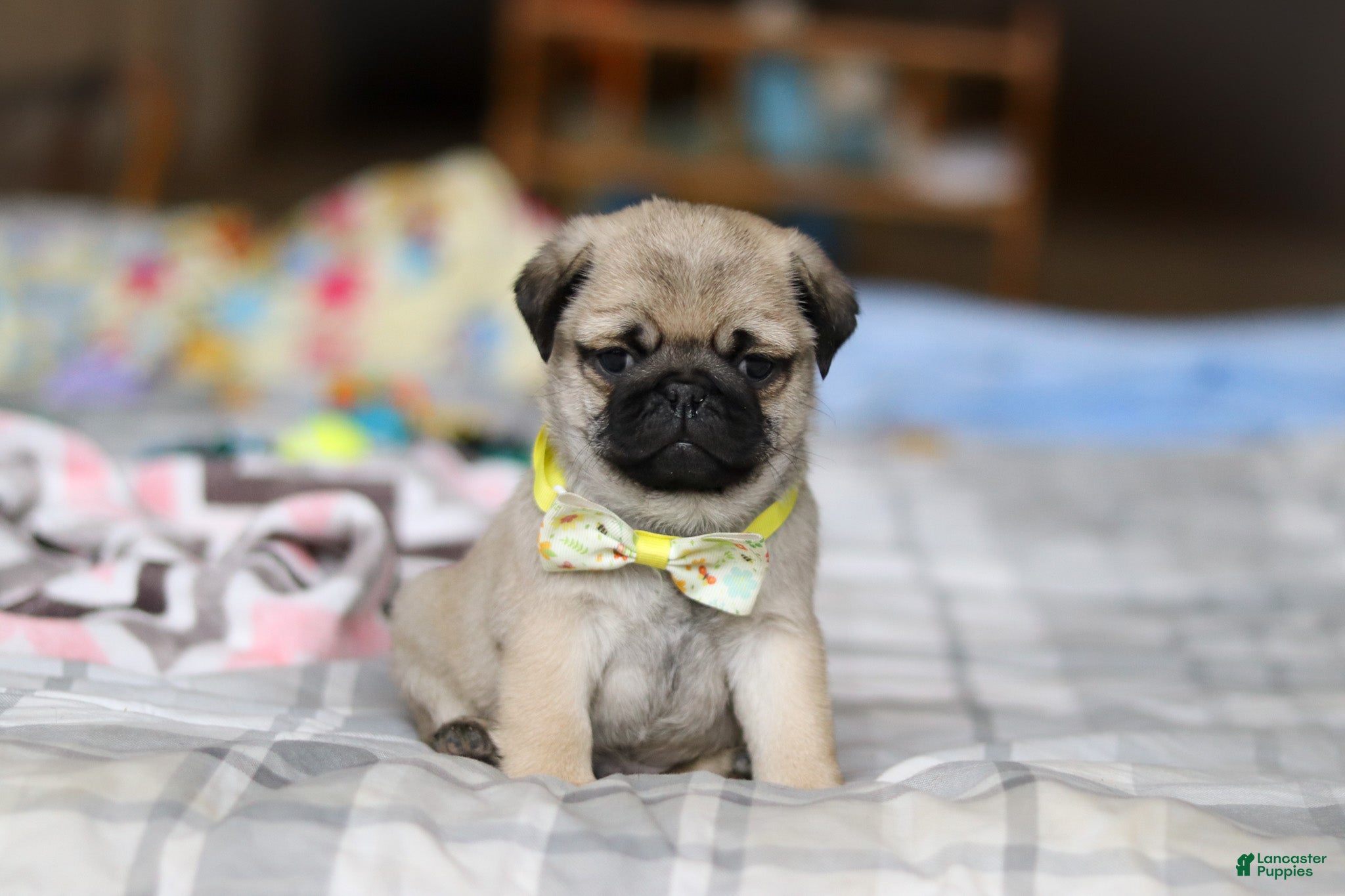 Pug dogs Prince  - Ad 1