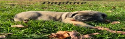 English Mastiff dogs for sale: Daphne  - Ad 6