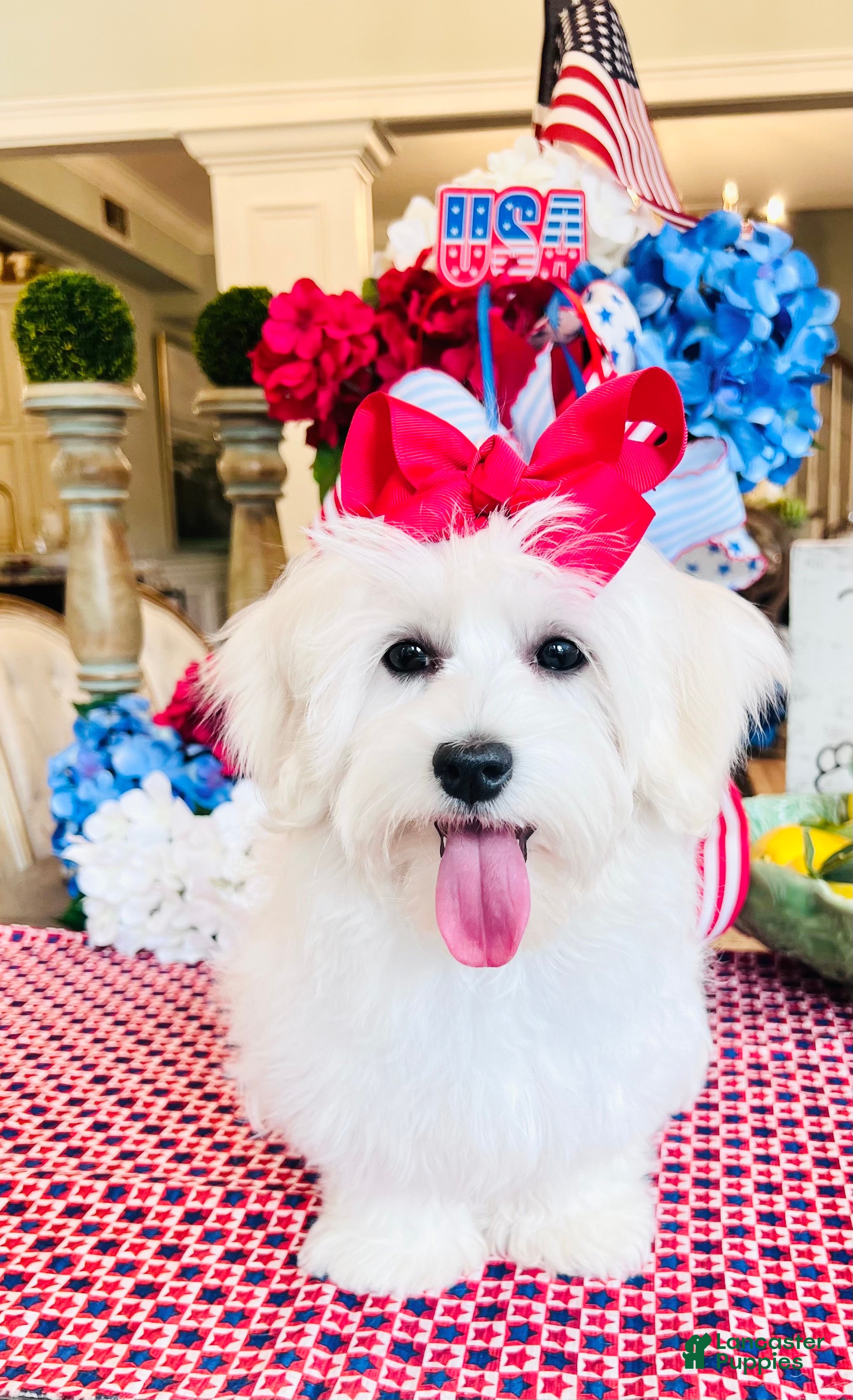 Coton De Tulear dogs Coton De Tulear Puppy  - Ad 1