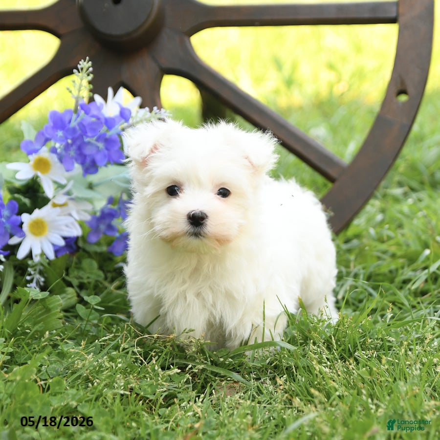 Maltese dogs Candy - Ad 2