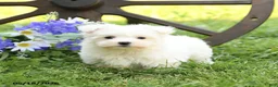 Maltese dogs for sale: Candy - Ad 2
