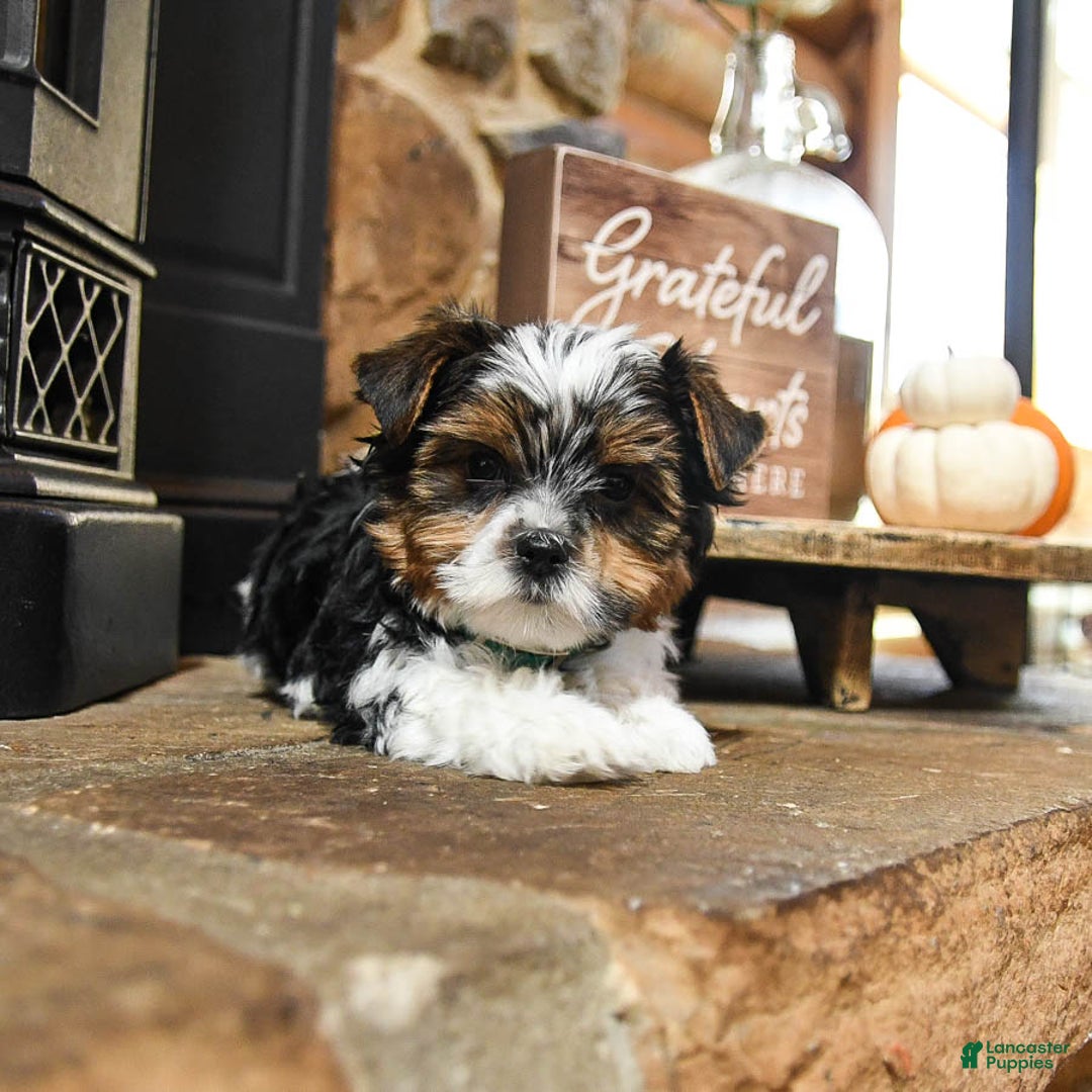 Biewer Terrier dogs for sale: Pepper - Ad 3