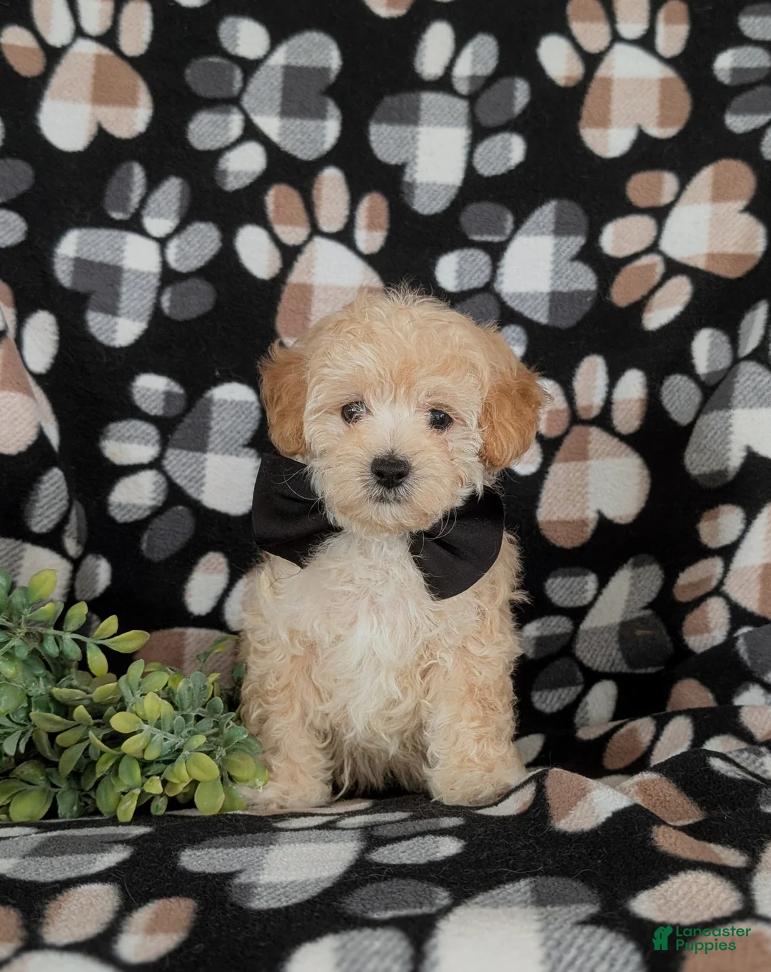 Maltipoo dogs for sale: Fitzgerald 5 lbs Full Grown - Ad 3
