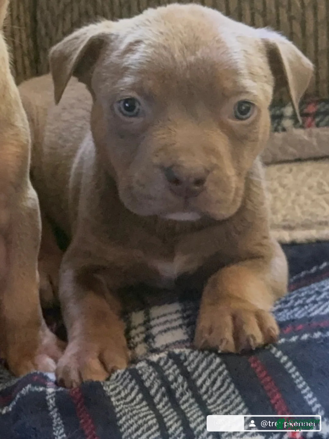 American Bully dogs for sale: American Bully 8 - Ad 2
