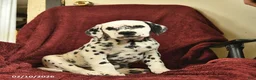 Dalmatian dogs for sale: Samson  - Ad 1