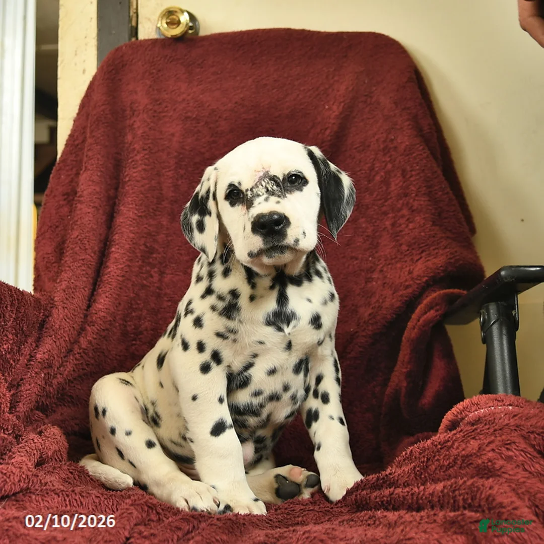 Dalmatian dogs for sale: Samson  - Ad 1