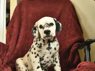 Dalmatian dogs Samson - Ad 2