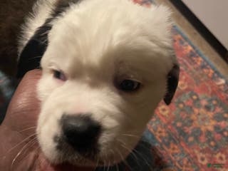 Saint Bernard dogs Saint Bernard Puppy 2 - Ad 16