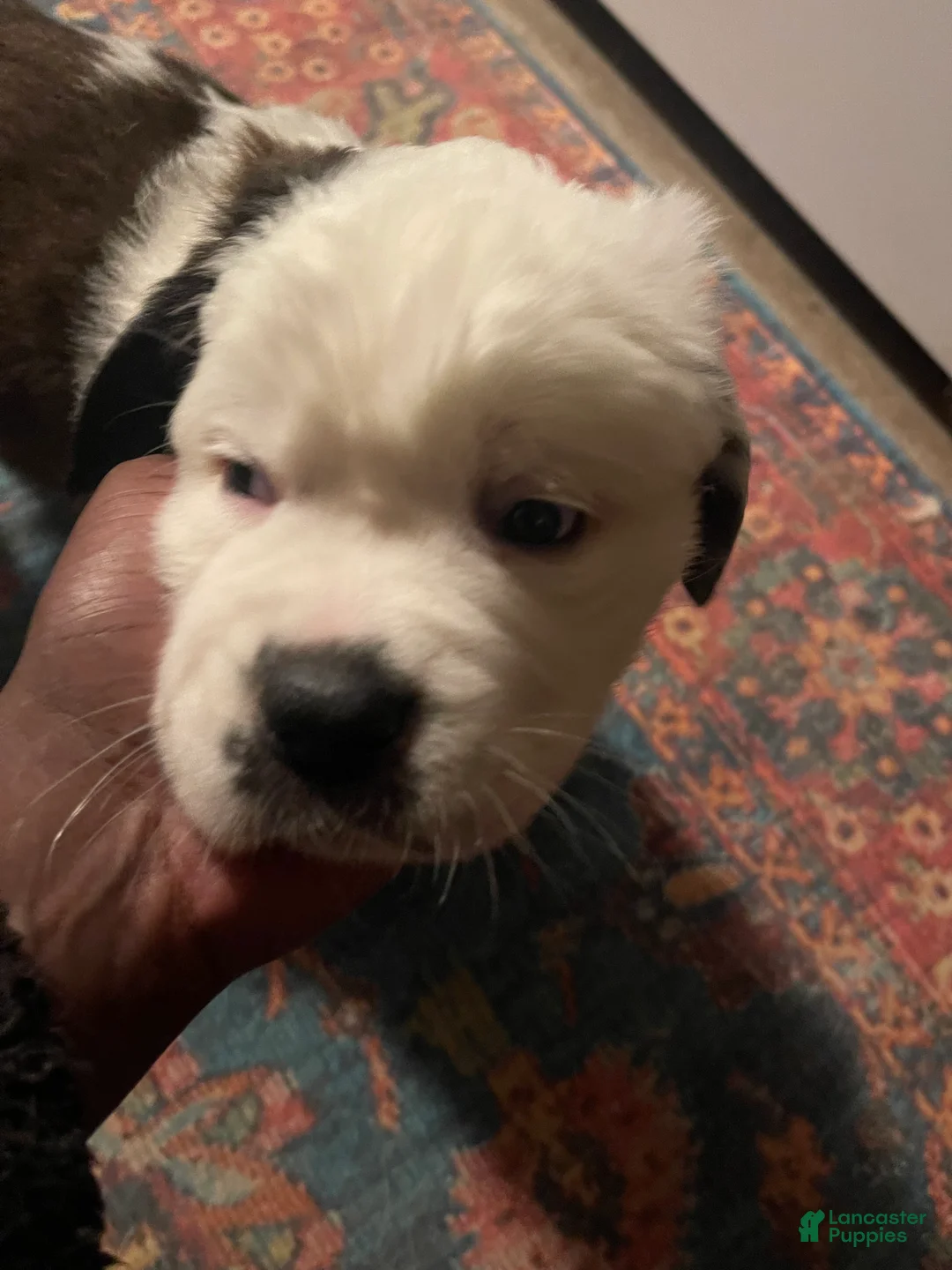 Saint Bernard dogs for sale: Saint Bernard Puppy 2 - Ad 1