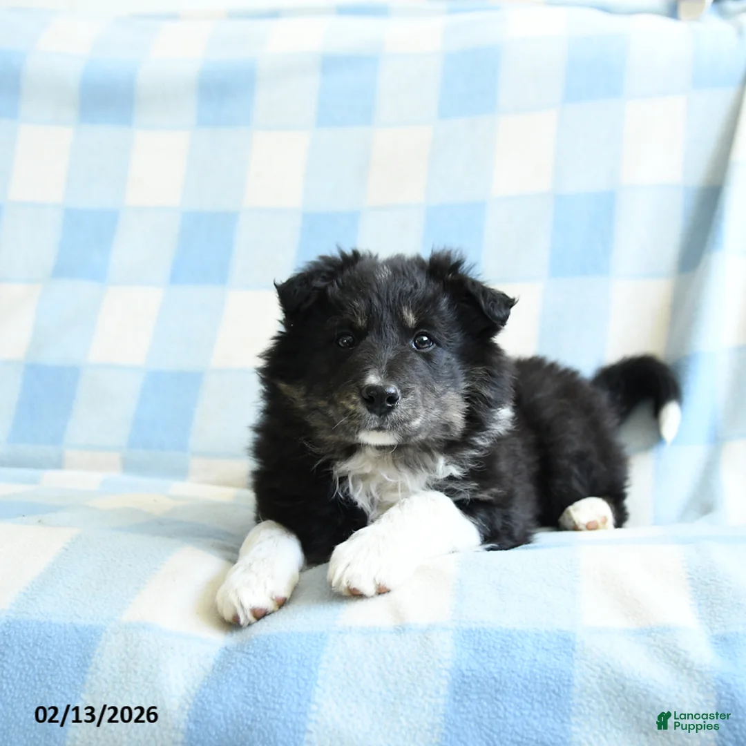 Border Collie dogs for sale: Julie  - Ad 3