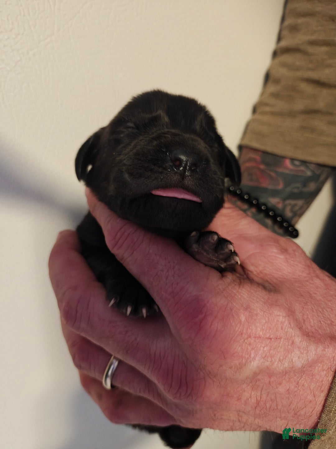 Cane Corso dogs for sale: Pluto - Male - Ad 6