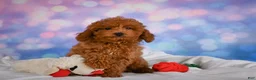 Miniature Poodle dogs for sale: Jamon - Ad 6