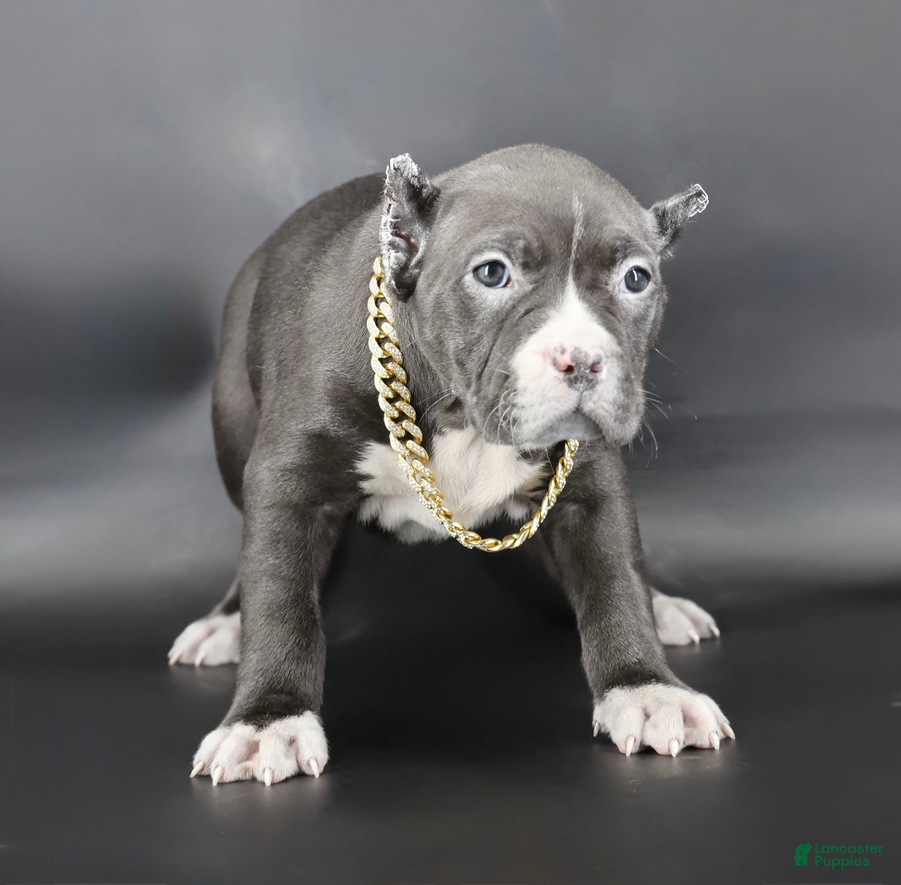 American Bully dogs Pearl - Ad 14