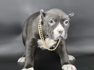 American Bully dogs Pearl - Ad 14