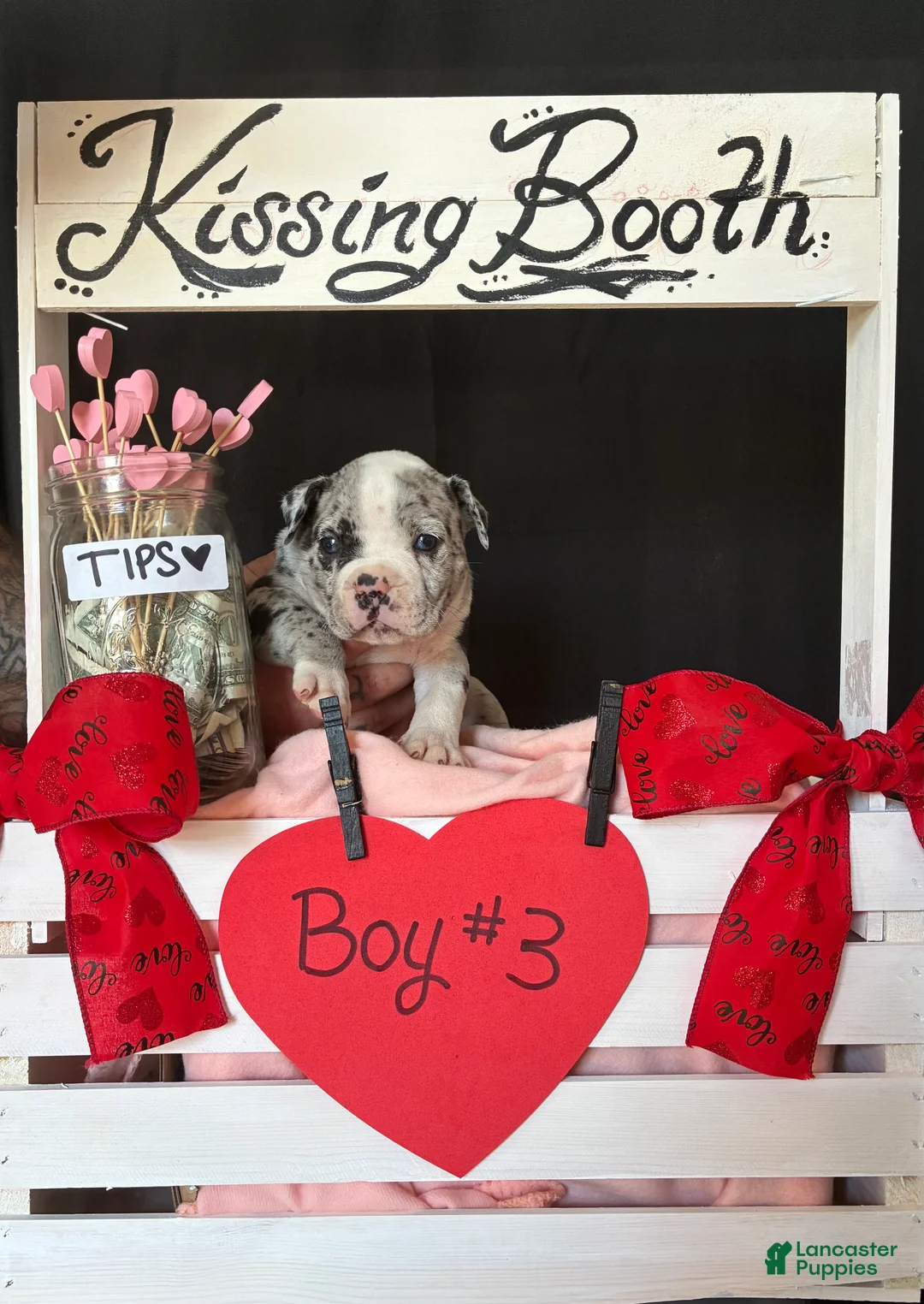 Olde English Bulldogge dogs for sale: Olde English Bulldogge Puppy 3 - Ad 11