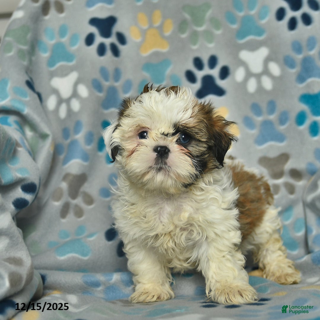 Shih Tzu dogs for sale: Eve  - Ad 3