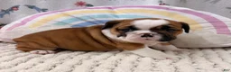 English Bulldog dogs for sale: Laina  - Ad 3