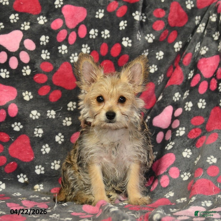 Morkie dogs Beauty - Ad 1