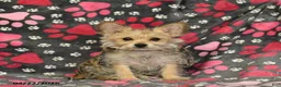 Morkie dogs for sale: Beauty - Ad 1