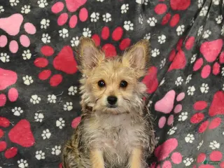 Morkie dogs for sale: Beauty - Ad 3